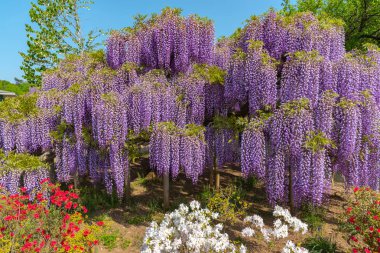 Ashikaga Çiçek Parkı, Tochigi prefecture, Japonya'da ünlü seyahat hedef bahar güneşli bir günde çiçek tam çiçek renkli çoklu tür görünümü