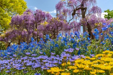 Ashikaga Çiçek Parkı, Tochigi prefecture, Japonya'da ünlü seyahat hedef bahar güneşli bir günde çiçek tam çiçek renkli çoklu tür görünümü