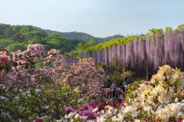 Ashikaga Çiçek Parkı, Tochigi prefecture, Japonya'da ünlü seyahat hedef bahar güneşli bir günde çiçek tam çiçek renkli çoklu tür görünümü
