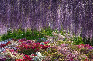 Ashikaga Çiçek Parkı, Tochigi prefecture, Japonya'da ünlü seyahat hedef bahar güneşli bir günde çiçek tam çiçek renkli çoklu tür görünümü