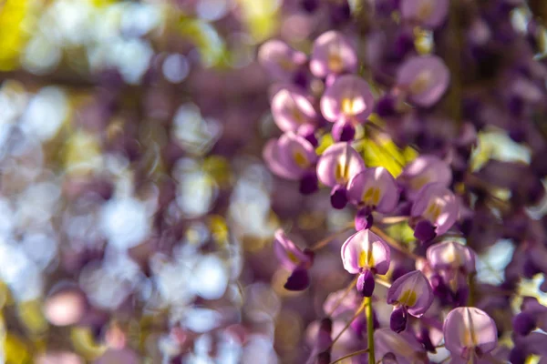 春の晴れの日に咲く紫色のピンクの藤の花が咲き誇る栃木県足利フラワーパーク 栃木県 日本の有名な旅行先 — ストック写真