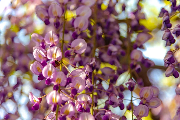 Крупный План Красивый Полный Цветок Фиолетовый Розовый Вистерия Цветы Решетки — стоковое фото