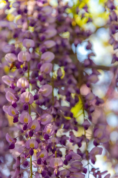 Close Nádherný Plný Květ Purpurové Růžové Wistárie Kvetoucí Stromy Trelliové — Stock fotografie
