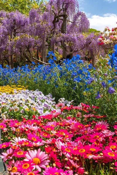 Pohled Plný Květ Barevný Vícenásobný Druh Květin Jarní Slunečném Dni — Stock fotografie