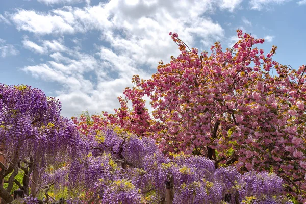 View Full Bloom Colorful Multiple Kind Flowers Spring Sunny Day — стоковое фото