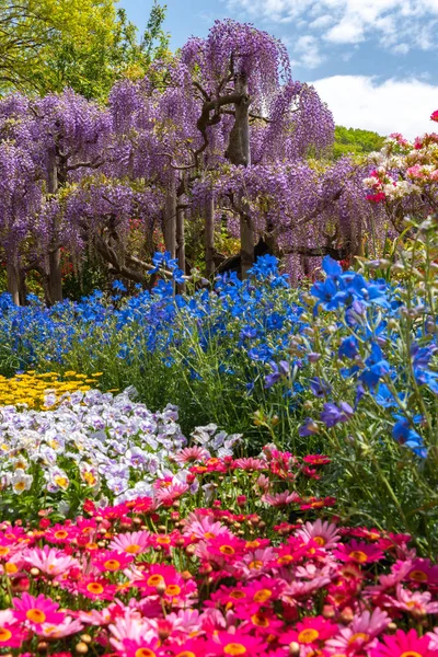 Vista Flor Llena Colorido Tipo Múltiple Flores Primavera Día Soleado — Foto de Stock