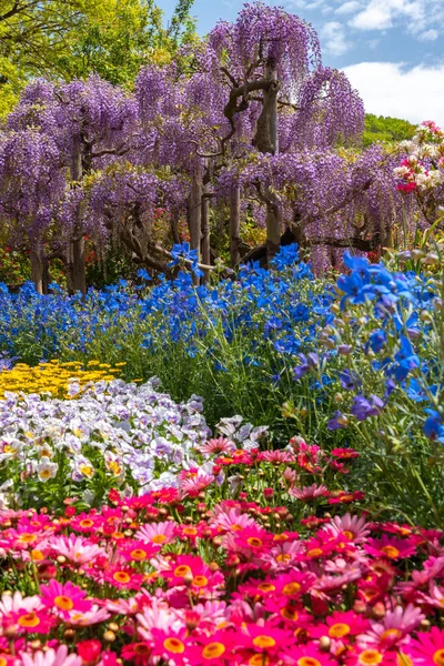 栃木県足利フラワーパークで春の晴れの日に色とりどりの色とりどりの花の見頃 日本の有名な旅行先 — ストック写真