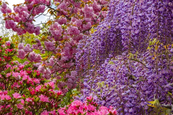 View Full Bloom Colorful Multiple Kind Flowers Springtime Sunny Day — Stock Photo, Image