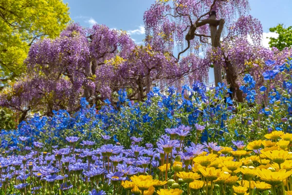 Pohled Plný Květ Barevný Vícenásobný Druh Květin Jarní Slunečném Dni — Stock fotografie