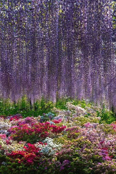 Vista Flor Llena Colorido Tipo Múltiple Flores Primavera Día Soleado — Foto de Stock