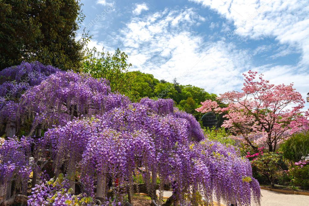 Beautiful full bloom of Purple pink Wisteria blossom trees trellis flowers in springtime sunny day at Ashikaga Flower Park, Tochigi prefecture, Famous travel destination in Japan