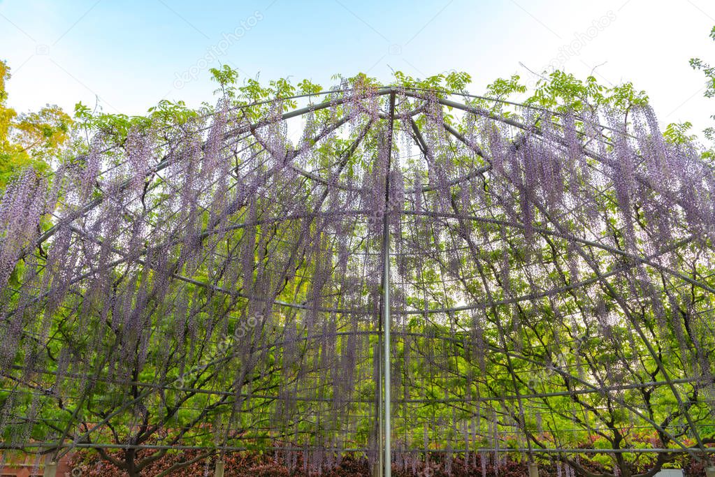 Beautiful full bloom of Purple pink Wisteria blossom trees trellis flowers in springtime sunny day at Ashikaga Flower Park, Tochigi prefecture, Famous travel destination in Japan