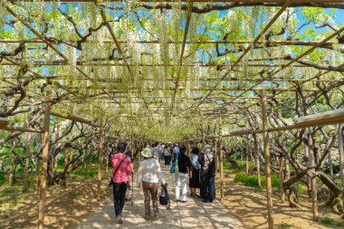 Tochigi prefecture, Japonya 16 Nisan 2018 : Beyaz Wisteria çiçeği ağaçlarının güzel tam çiçeklenme, Ashikaga Çiçek Parkı' nda ilkbahar güneşli bir günde çiçek tüneli, Japonya'nın ünlü seyahat hedef