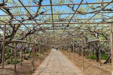 Tochigi prefecture, Japonya 16 Nisan 2018 : Beyaz Wisteria çiçeği ağaçlarının güzel tam çiçeklenme, Ashikaga Çiçek Parkı' nda ilkbahar güneşli bir günde çiçek tüneli, Japonya'nın ünlü seyahat hedef