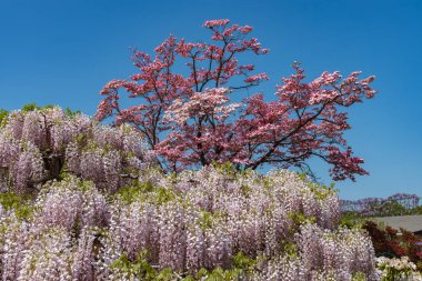 Beyaz Wisteria çiçeği ağaçları trellis, Ashikaga Çiçek Parkı, Tochigi ilinde ilkbahar güneşli bir günde çiçek güzel tam çiçek. Japonya'da ünlü seyahat hedef