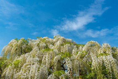 Beyaz Wisteria çiçeği ağaçları trellis, Ashikaga Çiçek Parkı, Tochigi ilinde ilkbahar güneşli bir günde çiçek güzel tam çiçek. Japonya'da ünlü seyahat hedef