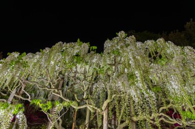 Beyaz Wisteria çiçeği ağaçları trellis, Ashikaga Çiçek Parkı, Tochigi ilinde ilkbahar güneşli bir günde çiçek güzel tam çiçek. Japonya'da ünlü seyahat hedef