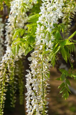 Beyaz Wisteria çiçeği ağaçları trellis, Ashikaga Çiçek Parkı, Tochigi ilinde ilkbahar güneşli bir günde çiçek güzel tam çiçek. Japonya'da ünlü seyahat hedef