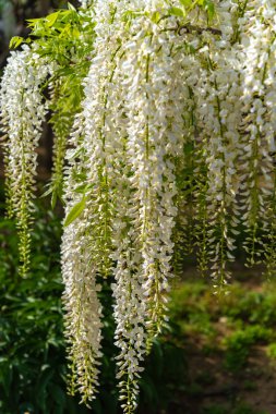 Beyaz Wisteria çiçeği ağaçları trellis, Ashikaga Çiçek Parkı, Tochigi ilinde ilkbahar güneşli bir günde çiçek güzel tam çiçek. Japonya'da ünlü seyahat hedef