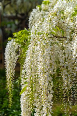 Beyaz Wisteria çiçeği ağaçları trellis, Ashikaga Çiçek Parkı, Tochigi ilinde ilkbahar güneşli bir günde çiçek güzel tam çiçek. Japonya'da ünlü seyahat hedef