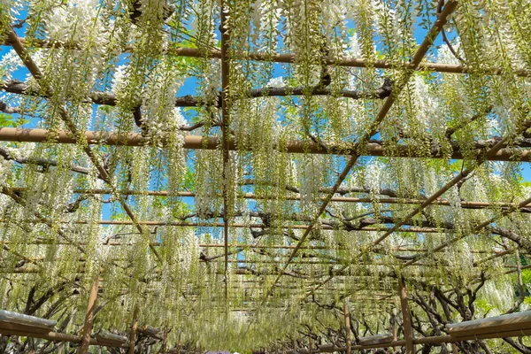 栃木県足利フラワーパークの春晴れの日 白い藤の花が咲き誇る花 日本の有名な旅行先 — ストック写真