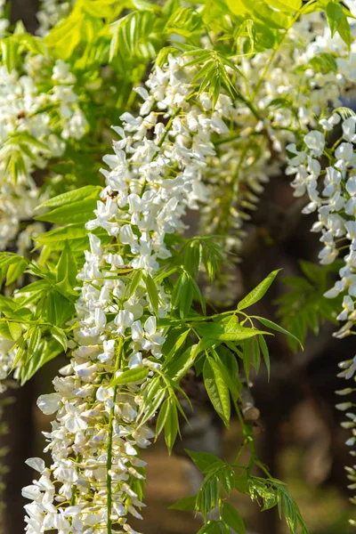 Beautiful Full Bloom White Wisteria Blossom Trees Trellis Flowers Spring — стоковое фото