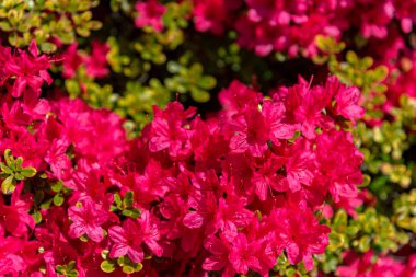 Güzel tam çiçek renkli Hint Azaleas (Rhododendron simsii ) Ashikaga Çiçek Parkı, Tochigi prefecture, Japonya bahar güneşli bir günde çiçekler