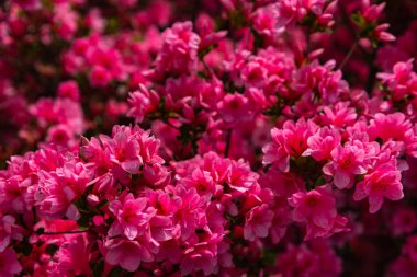 Güzel tam çiçek renkli Hint Azaleas (Rhododendron simsii ) Ashikaga Çiçek Parkı, Tochigi prefecture, Japonya bahar güneşli bir günde çiçekler