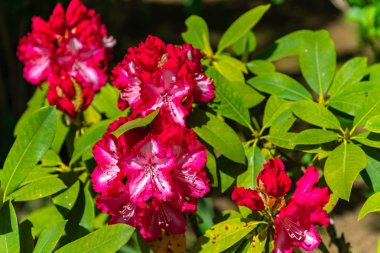 Güzel tam çiçek renkli Hint Azaleas (Rhododendron simsii ) Ashikaga Çiçek Parkı, Tochigi prefecture, Japonya bahar güneşli bir günde çiçekler
