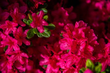 Güzel tam çiçek renkli Hint Azaleas (Rhododendron simsii ) Ashikaga Çiçek Parkı, Tochigi prefecture, Japonya bahar güneşli bir günde çiçekler