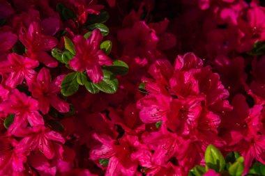 Güzel tam çiçek renkli Hint Azaleas (Rhododendron simsii ) Ashikaga Çiçek Parkı, Tochigi prefecture, Japonya bahar güneşli bir günde çiçekler