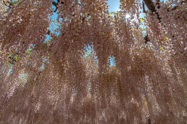 Schöne Volle Blüte Von Rosa Glyzinien Blühen Bäume Spalierblumen Frühling — Stockfoto