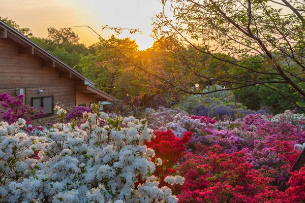 栃木県足利フラワーパークの春晴れの日に咲く美しい満開の色とりどりインドツツジ — ストック写真