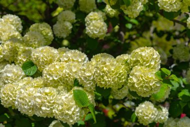 Ashikaga Çiçek Parkı, Tochigi prefecture, Japonya'da ünlü seyahat hedef bahar güneşli bir günde Japon kartopu çiçekleri (oodemari) olarak da bilinen viburnum plicatum, tam çiçek
