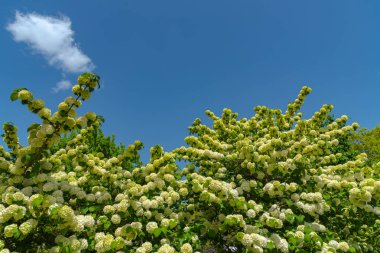 Ashikaga Çiçek Parkı, Tochigi prefecture, Japonya'da ünlü seyahat hedef bahar güneşli bir günde Japon kartopu çiçekleri (oodemari) olarak da bilinen viburnum plicatum, tam çiçek