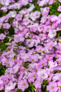 Closeup Petunia çiçekler (Petunia hybrida) bahçede. Ashikaga Çiçek Parkı, Tochigi prefecture, Japonya'da ünlü seyahat hedef bahar güneşli bir günde çok renkli petunyalar ile Çiçekli