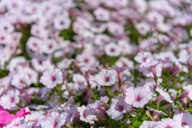 Closeup Petunia çiçekler (Petunia hybrida) bahçede. Ashikaga Çiçek Parkı, Tochigi prefecture, Japonya'da ünlü seyahat hedef bahar güneşli bir günde çok renkli petunyalar ile Çiçekli