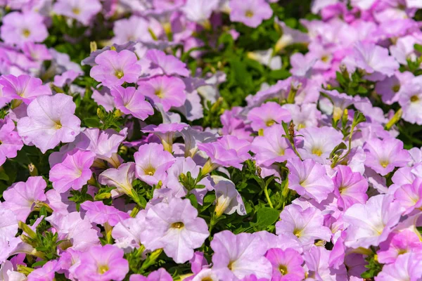 Closeup Petunie Květiny Petunia Hybrida Zahradě Květináč Vícebarvými Spodky Jarní — Stock fotografie