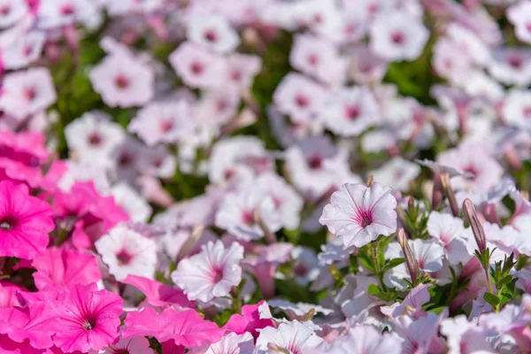 Primer Plano Flores Petunia Petunia Hybrida Jardín Parterre Flores Con — Foto de Stock