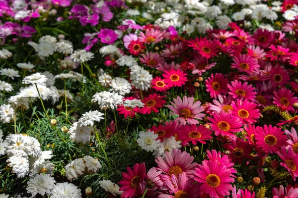 Blízký Nádherný Plný Květ Růžového Purpurového Chryzantélia Zeleném Pozadí Jarní — Stock fotografie