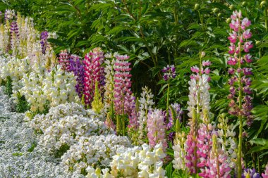 Güzel tam çiçek Wisteria çiçek ağaçları ve Lupinus ve Ashikaga Çiçek Parkı, Tochigi prefecture, Japonya'da ünlü seyahat hedef bahar güneşli bir günde çiçek birden fazla tür görünümü