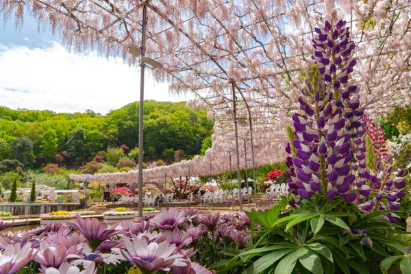 View Beautiful Full Bloom Wisteria Blossom Trees Lupinus Multiple Kind — Stock Photo, Image