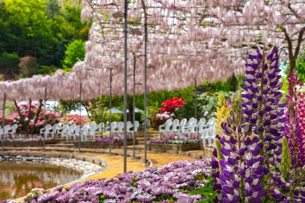 Vista Bela Flor Cheia Árvores Flor Wisteria Lupinus Vários Tipos — Fotografia de Stock