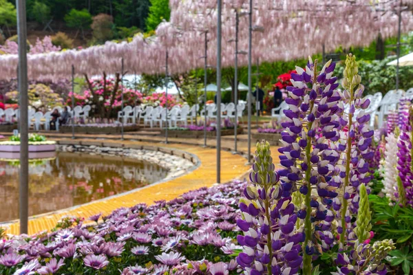 栃木県足利フラワーパークで 春の晴れの日に美しい満開のウィステリアの木々とルピナスと複数種類の花々が見頃を迎え 日本の有名な旅行先 — ストック写真