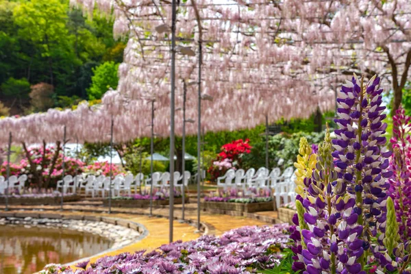 Vista Bela Flor Cheia Árvores Flor Wisteria Lupinus Vários Tipos — Fotografia de Stock