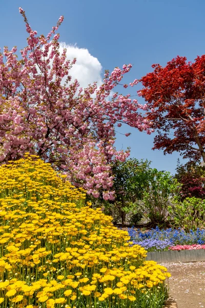 Nádherný Plný Květ Růžové Dvojité Třešně Kvete Květiny Jarní Slunné — Stock fotografie