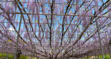 Güzel tam çiçeklenme Mor Dev Mucize Wisteria çiçek trellis. Ashikaga Çiçek Parkı Büyük Wisteria Festivali, Tochigi prefecture, Japonya'da ünlü seyahat hedef