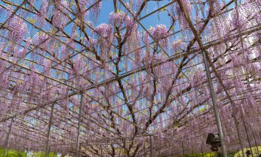 Güzel tam çiçeklenme Mor Dev Mucize Wisteria çiçek trellis. Ashikaga Çiçek Parkı Büyük Wisteria Festivali, Tochigi prefecture, Japonya'da ünlü seyahat hedef