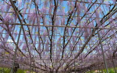 Güzel tam çiçeklenme Mor Dev Mucize Wisteria çiçek trellis. Ashikaga Çiçek Parkı Büyük Wisteria Festivali, Tochigi prefecture, Japonya'da ünlü seyahat hedef