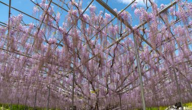 Güzel tam çiçeklenme Mor Dev Mucize Wisteria çiçek trellis. Ashikaga Çiçek Parkı Büyük Wisteria Festivali, Tochigi prefecture, Japonya'da ünlü seyahat hedef